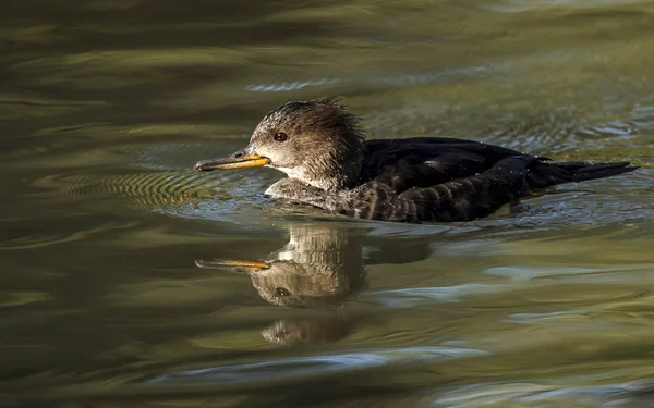 Merganser con capucha femenina en agua . —  Fotos de Stock