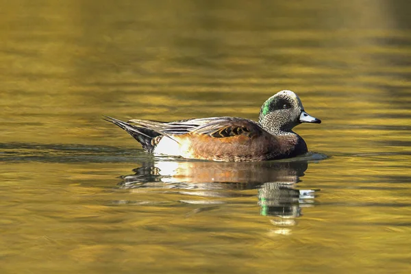 Su birikintisi içinde yüzmeye sakin Amerikan wigeon.