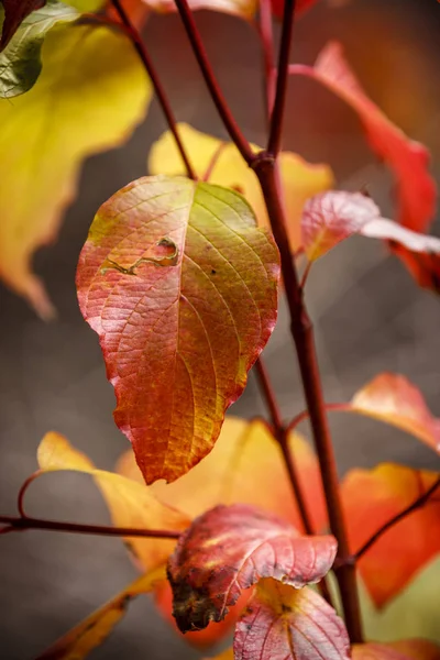 Feuilles d'automne rouges et jaunes. — Photo