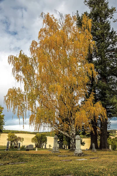 Berken boom op begraafplaats. — Stockfoto