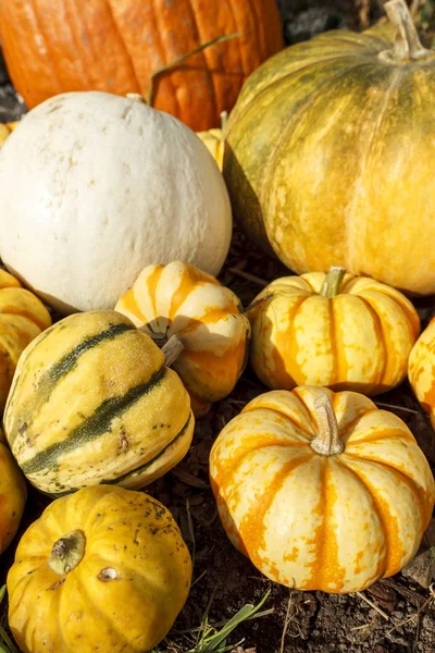 Close up of gourds and pumpkins. — Stock Photo, Image