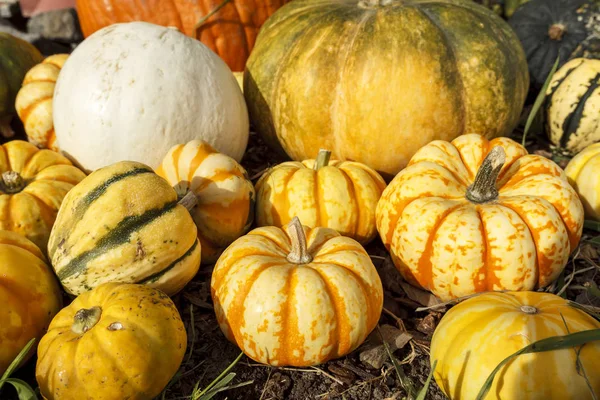 Pumpkins and gourds. — Stock Photo, Image