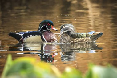 Sevimli ahşap ördek çift romantik poz.