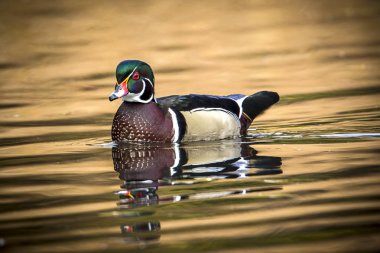 Güzel erkek ahşap ördek.