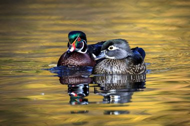 Sevimli ördek çift birlikte yüzer.