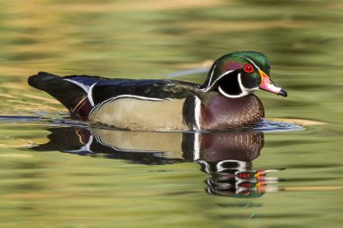 Renkli ahşap ördek gölet.