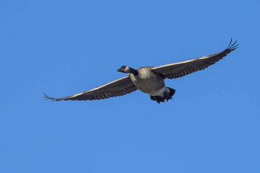 Kanada gökyüzüne yükselen kaz.