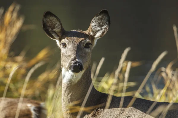 Close up of deer. — Stock Photo, Image