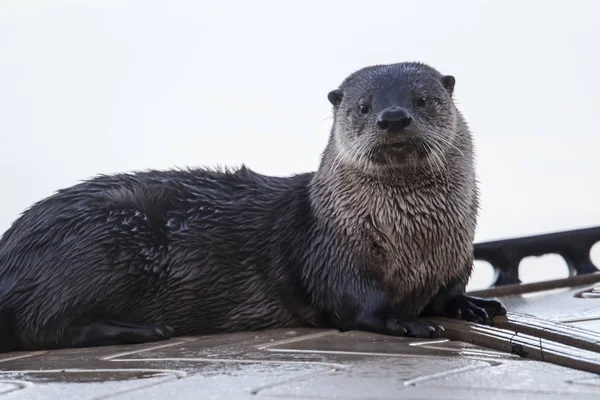 Cute otter looks at camera.