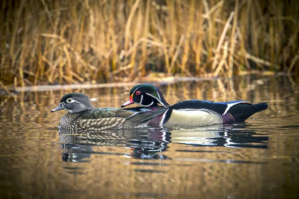 Casal de pato de madeira na lagoa . — Fotografia de Stock