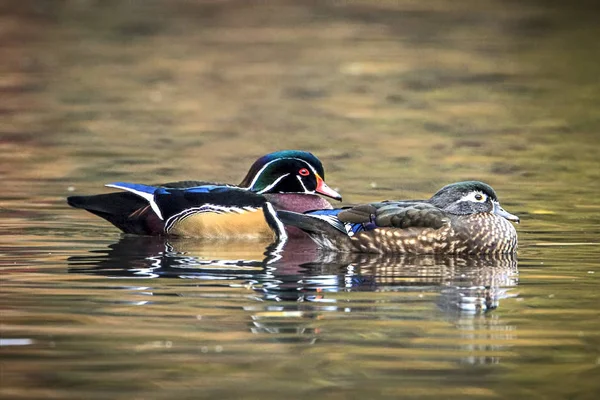 Samec a samice dřevo kachny ve vodě. — Stock fotografie