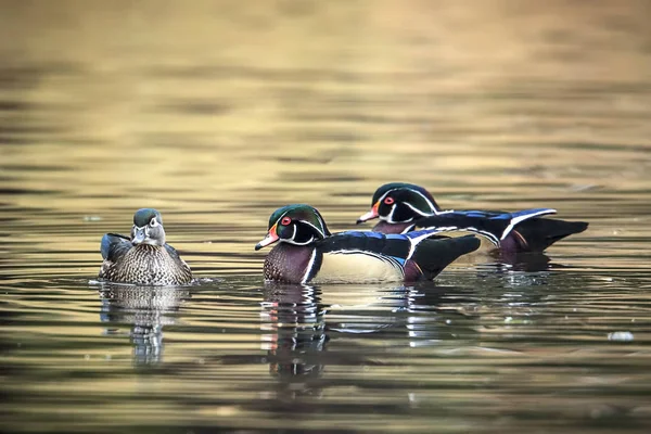Two male wood ducks trying for female. — Stock Photo, Image