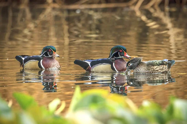 Ahşap ördek çift ve başka bir erkek.