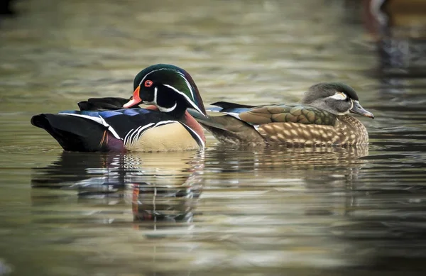 Hermosa pareja de pato de madera . — Foto de Stock