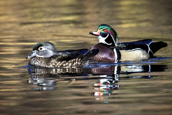 Beautiful wood duck pair. — Stock Photo, Image