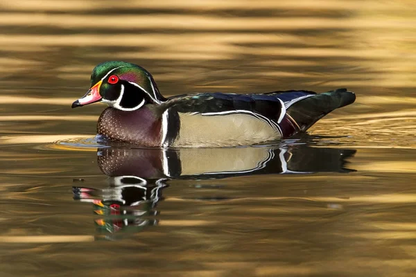 Boční pohled na krásné dřevo Kačer. — Stock fotografie