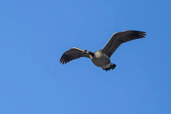 Goose flyger i den blå himlen. — Stockfoto