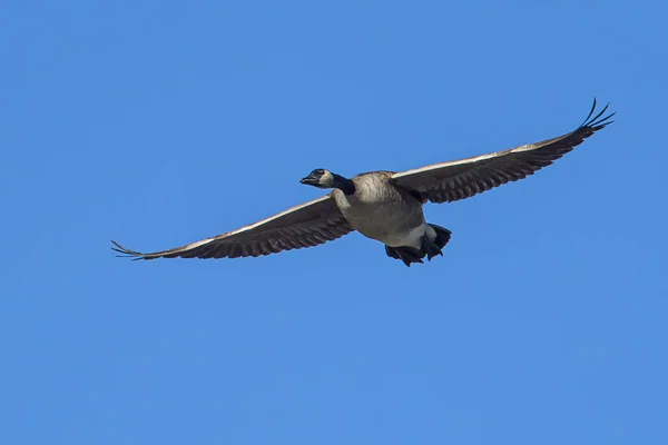 Ganso canadiense volando en el cielo . — Foto de Stock