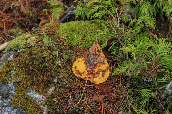 Geel blad aan mossy rock. — Stockfoto