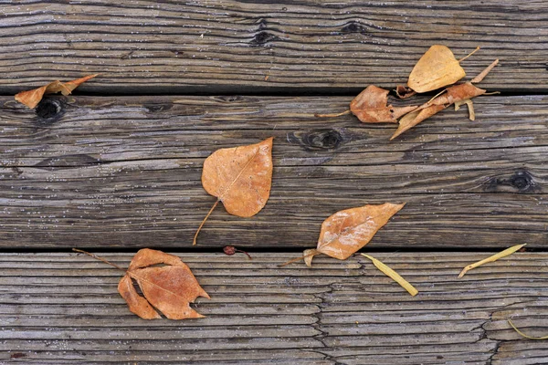 Herbstblätter auf Holz. — Stockfoto