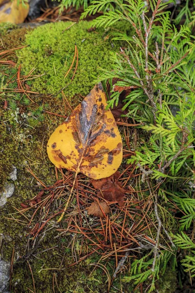 Close up van geel blad op rots. — Stockfoto