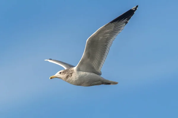 Seagull svävar i skyn. — Stockfoto