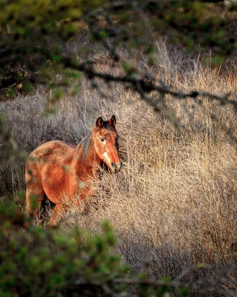 Cheval brun dans le pâturage . — Photo