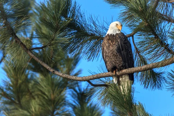 Alert eagle looks for fish. — Stock Photo, Image