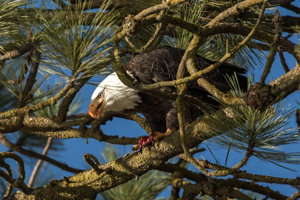 BAld eagle with fish in claw. — Stock Photo, Image