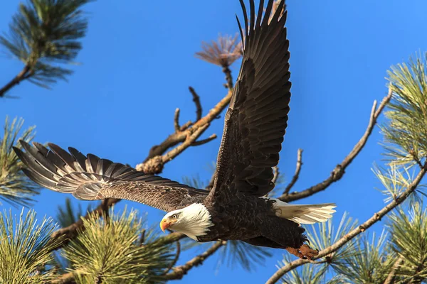 Adler schwebt vom Ast. — Stockfoto