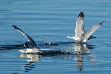 Martı sıçrama iniş yapar..