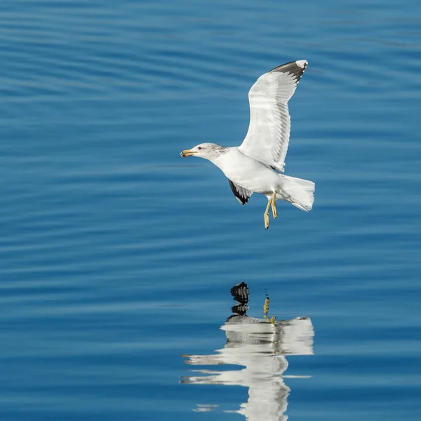 Gaviota se cierne sobre el agua . — Foto de Stock