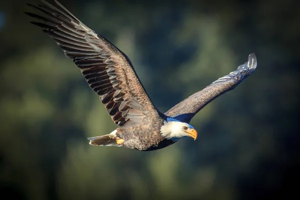 Bald Eagle lecący na niebie. — Zdjęcie stockowe