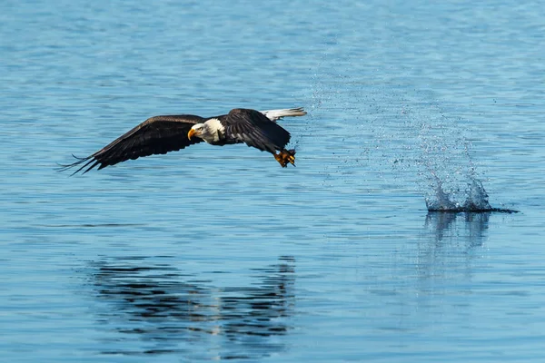 Águila vuela con su captura . — Foto de Stock