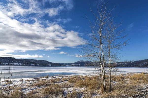 Tree by frozen lake in Idaho. — Stock Photo, Image