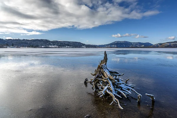 Souche d'arbre sur le lac gelé . — Photo