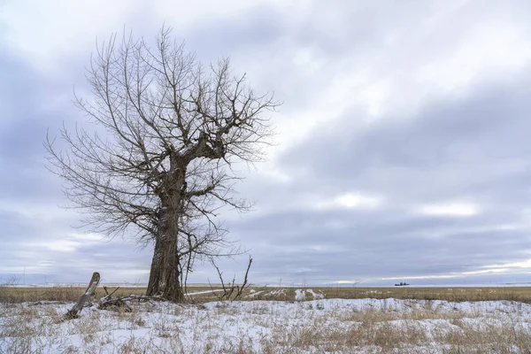 Бесплодное дерево зимой . — стоковое фото