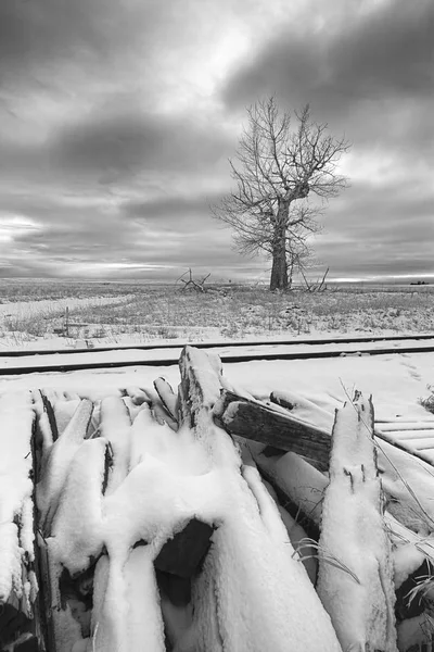 Bellas artes B & W de árbol desnudo en el campo cubierto de nieve . — Foto de Stock