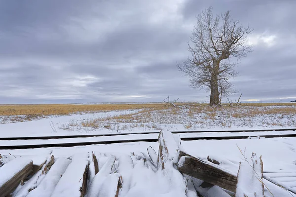 Baum auf Feld neben Gleisen im Winter. — Stockfoto
