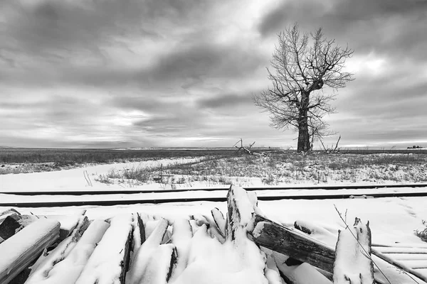 B & W de árbol en el campo por pistas en invierno . — Foto de Stock