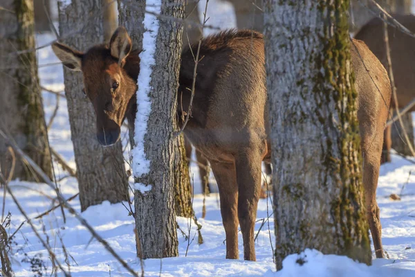 Elk ağaçların arkasında duruyor. — Stok fotoğraf