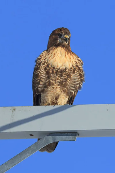 Rotschwanzfalke. — Stockfoto