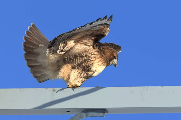 Red tailed hawk takes flight. — Stock Photo, Image