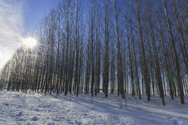 Słońce za jałowe drzew. — Zdjęcie stockowe