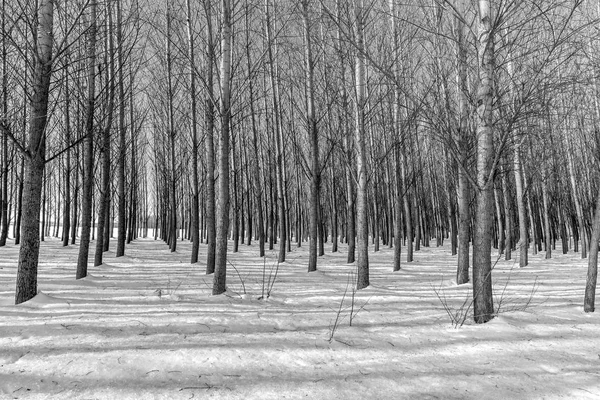 B&W rzędów drzew zimą. — Zdjęcie stockowe