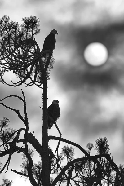 B&W av eagles i ett träd. — Stockfoto