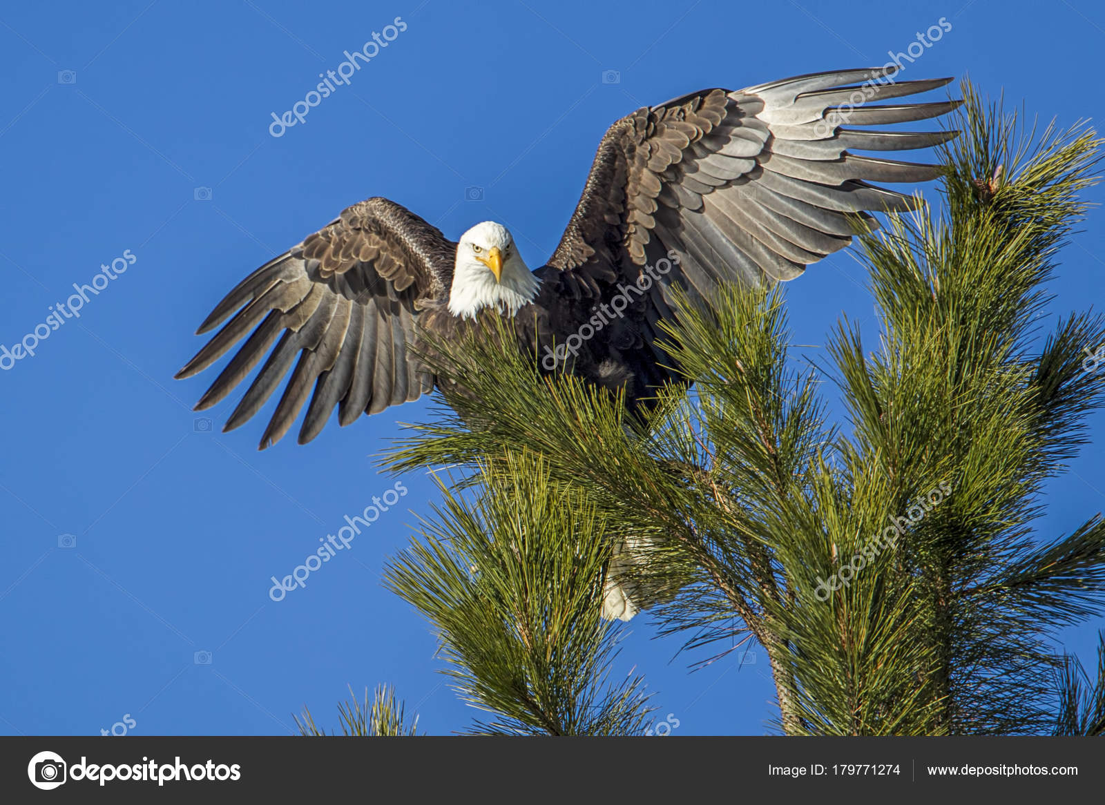 Eagle Wings Spread Wide Bald Eagle Top Tree Spreads Its Stock Photo by