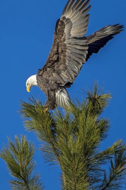 Görkemli kartal ağacı üzerinde. Bir ağaç üstündeki kel kartal kanatlarını Coeur d'Alene, Idaho yakınındaki yayılır.