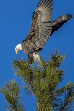 Majestic eagle on tree. A bald eagle at the top of a tree spreads its wings near Coeur d'Alene, Idaho. clipart