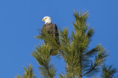 Uyarı kartal ağacı üstte. Kel kartal Coeur d'Alene, Idaho yakınındaki bir çam ağacının üstündeki tünemiş.